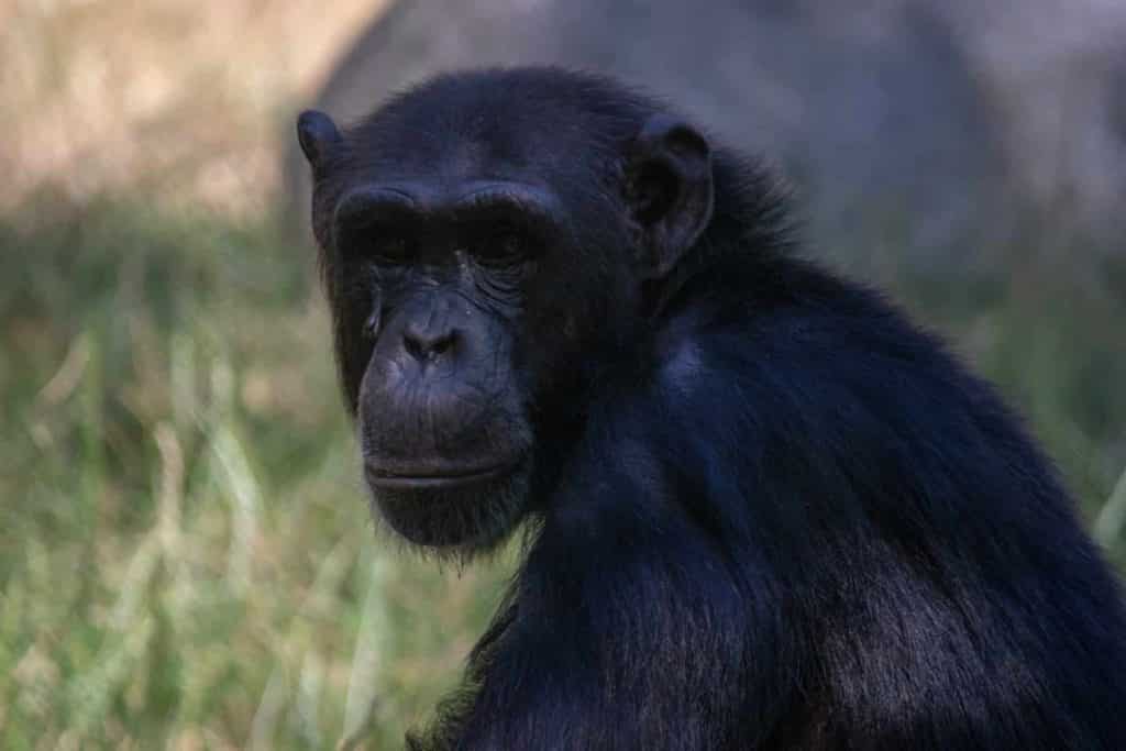 Chimpanse