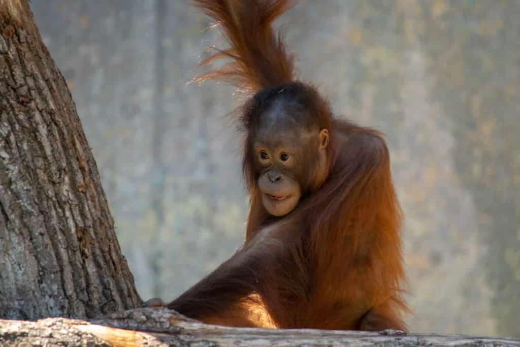 Orangutan