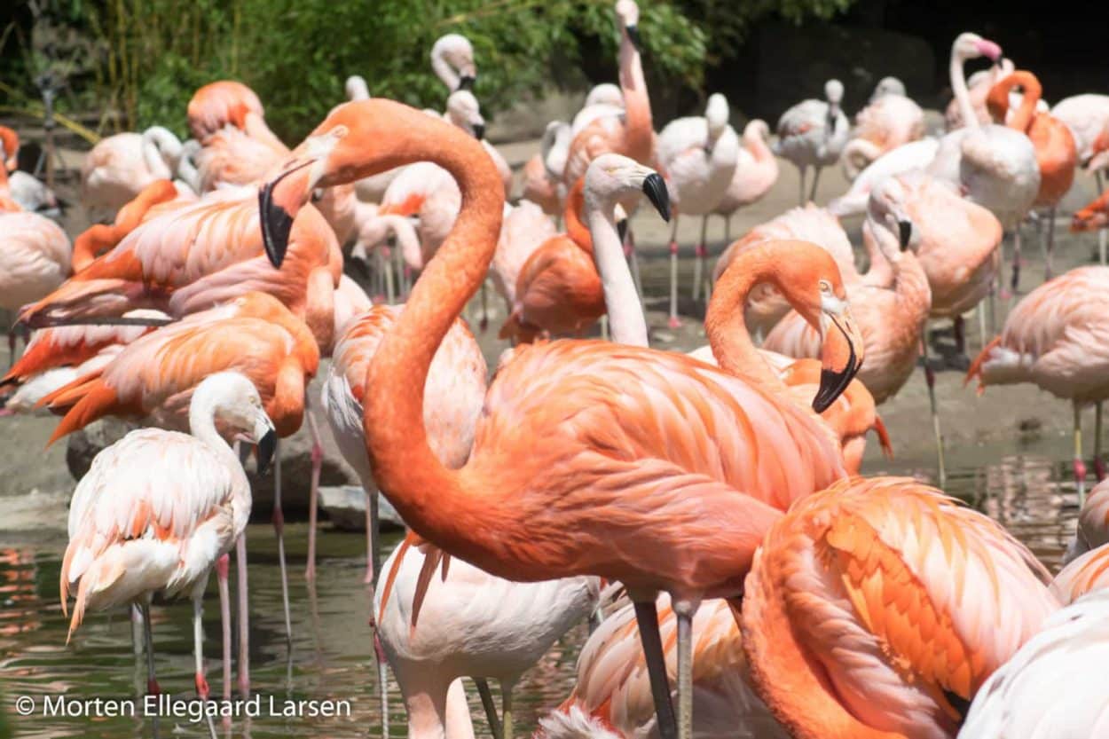 Flamingo, Hamborg Zoo - [exif id="1886"]