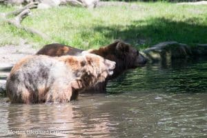 Kamtjatka bjørn, Hamborg Zoo