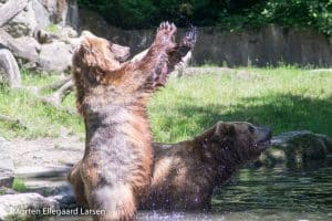Kamtjatka bjørn, Hamborg Zoo
